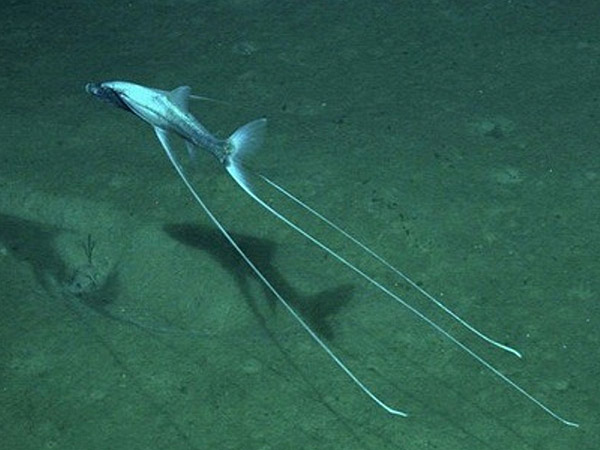 Рыба-тренога (Bathypterois grallator)