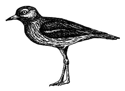 Авдотка (Burhinus oedicnemus)