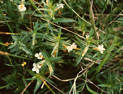 Авран лекарственный (Gratiola officinalis L.). 