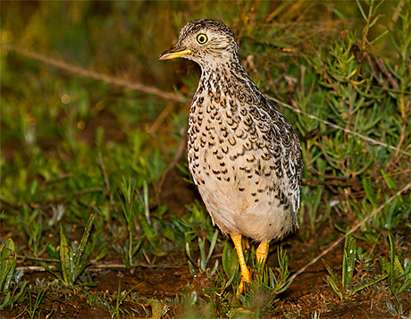 Австралийский странник Pedionomus torquatus