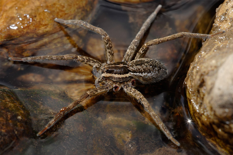Аранеоморфный паук (Argiope spp.), без конечностей, отброшенных после укуса осами или пчелами