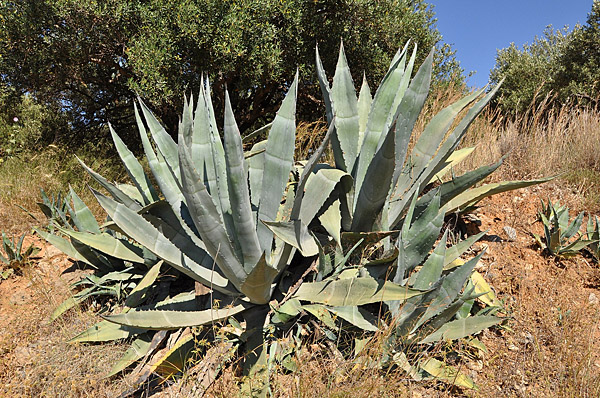 Агава американская (Agave americana)