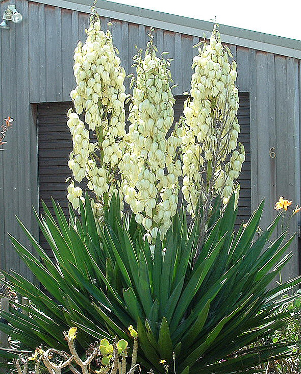 Юкка нитчатая (Yucca filamentosa)