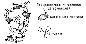 Схема образования агглютината