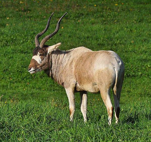 Аддакс, антилопа Мендес (Addax nasomaculatus)