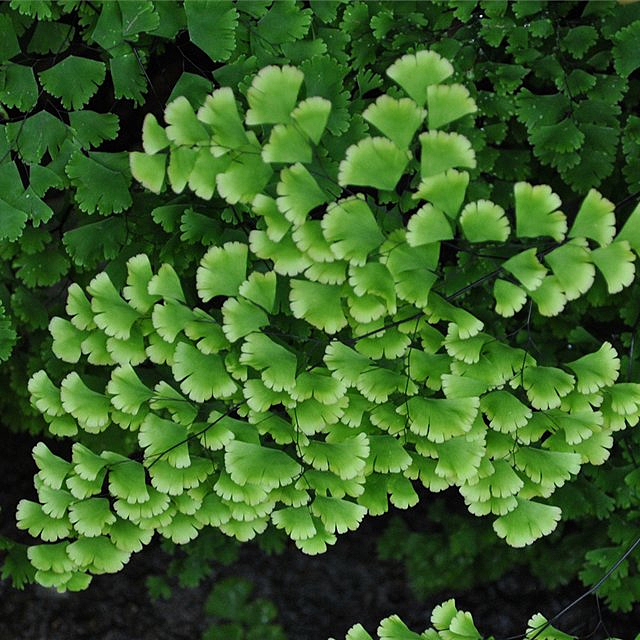 Адиантум венерин волос (Adiantum capillus-veneris)