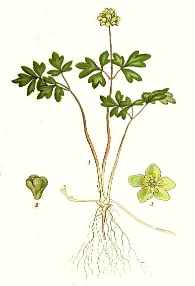 Адокса мускусная, или мускусница (Adoxa moschatellina)