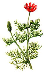 Адонис летний (Adonis aestivalis)