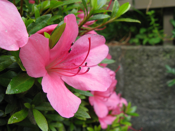 Цветок рододендрона индийского Rhododendron indicum