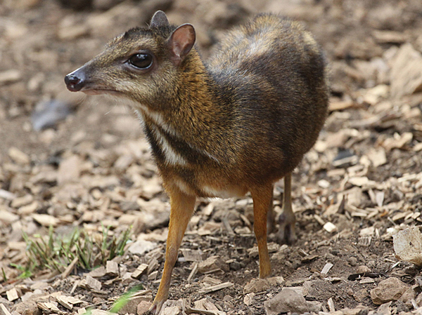 Малый оленёк, или яванский малый канчиль (Tragulus javanicus)