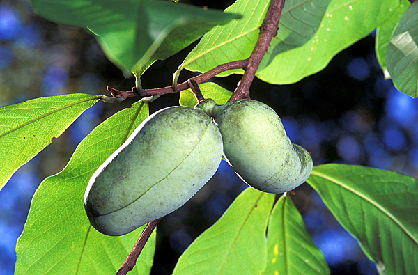 Незрелые плоды азимины трёхлопастной (Asimina triloba)