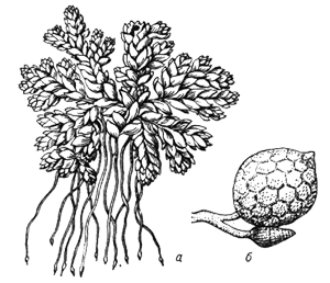 Азолла мелколистная (Azolla microphylla)