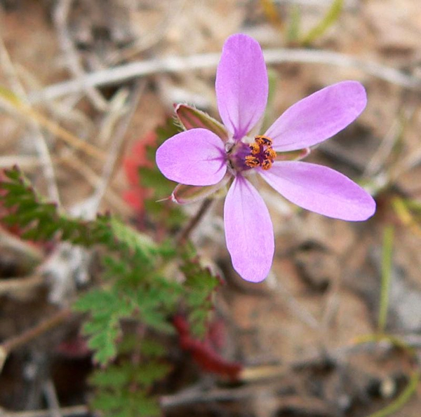 Цветок аистника обыкновенного (Erodium cicutarium)