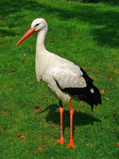 Белый аист (Ciconia ciconia)