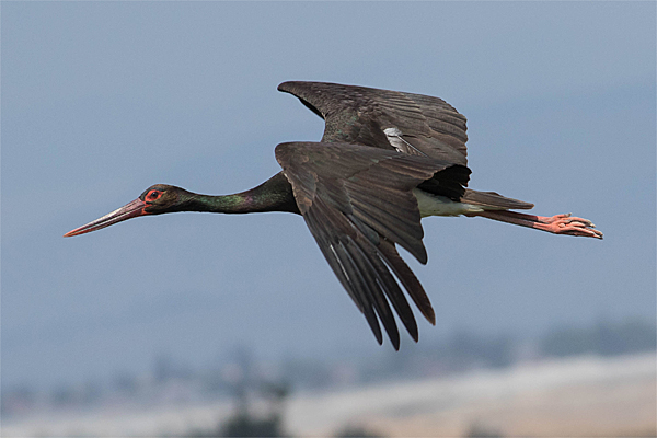 Черный аист (Ciconia nigra) в полете