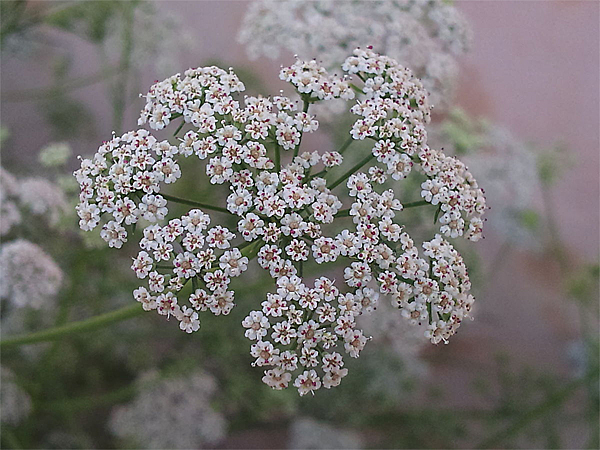 Айован душистый, или индийский тмин (Trachyspermum ammi)