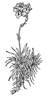 Акантолимон прицветковый (Acantholimon bracteatum)
