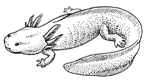 Аксолотль (личинка тигровой амбистомы)