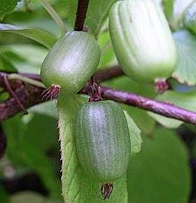 Плоды актинидии коломикта, или амурского крыжовника (Actinidia kolomikta)