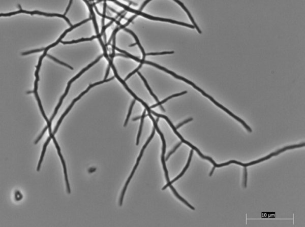 Streptomyces sp.