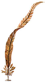 Алария съедобная (Alaria esculenta)