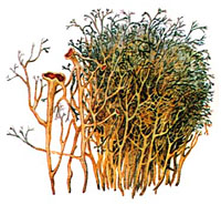 Алектория бледноохряная (Alectoria ochroleuca)