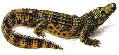 Миссисипский аллигатор Alligator mississippiensis