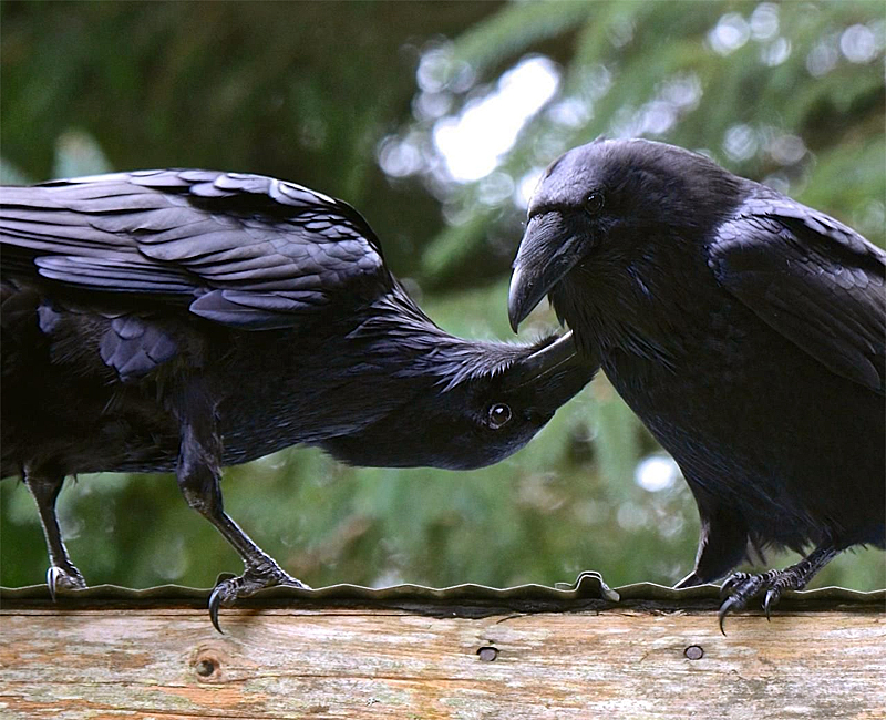 Аллопрининг у воронов Corvus corax