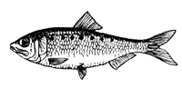 Каспийский пузанок (Alosa caspia)