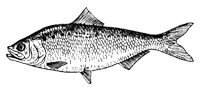 Шэд (Alosa sapidissima)