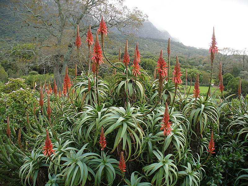 Алоэ древовидное (Aloe аrborescens)