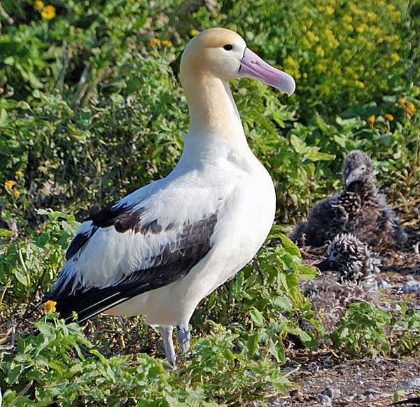 Белоспинный альбатрос (Diomedea albatrus)