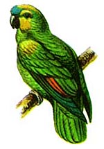 Синелобый амазон (Amazona aestiva)