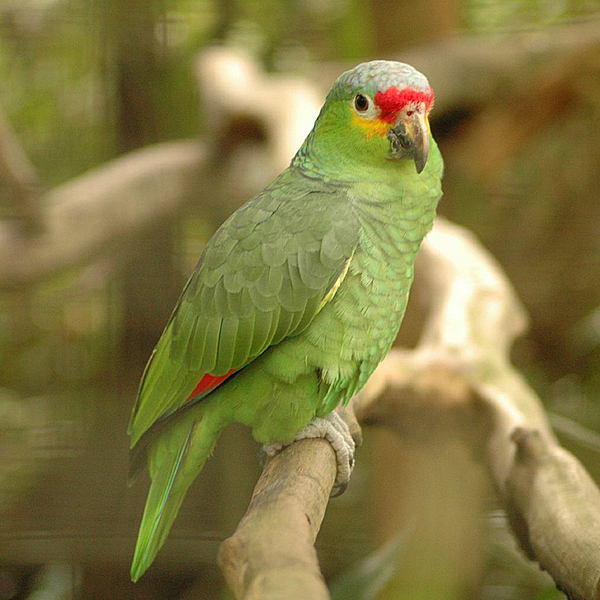 Краснолобый амазон (Amazona autumnalis)