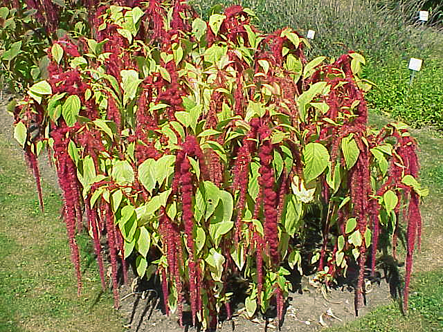 Амарант хвостатый, или лисий хвост (Amaranthus caudatus)