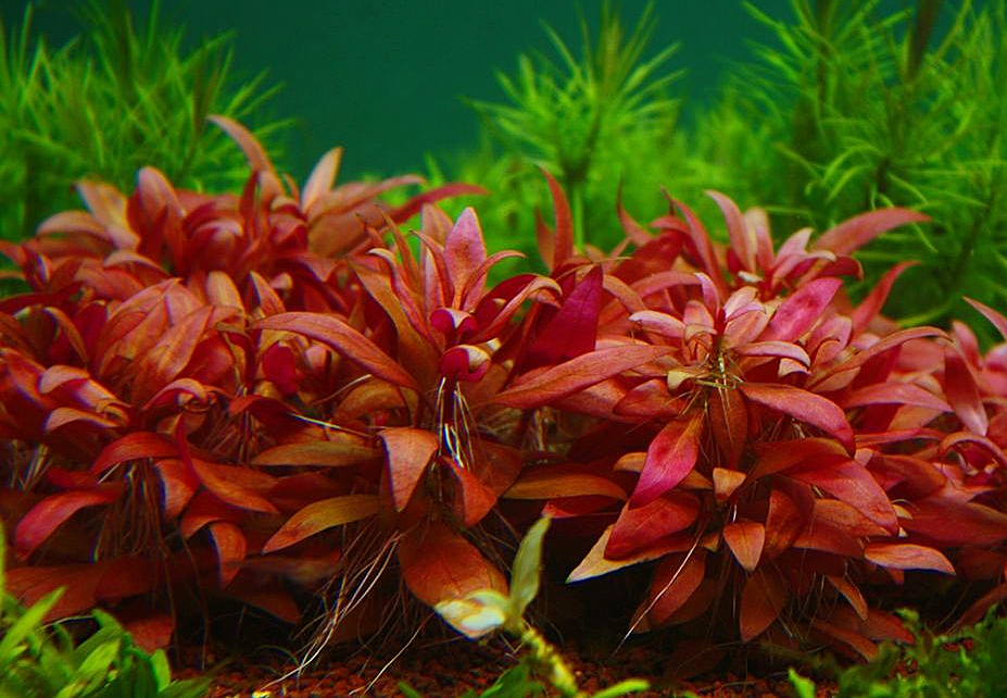 Альтернантера Рейнека (Alternanthera reineckii)