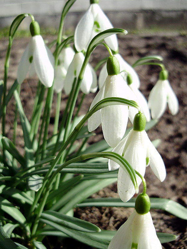 Подснежник белоснежный (Galanthus nivalis)