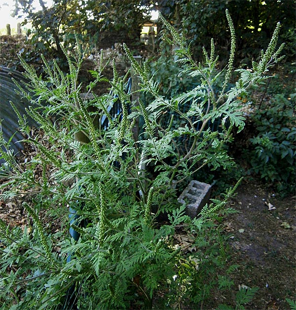 Амброзия полыннолистная ( Ambrosia artemisiifolia)