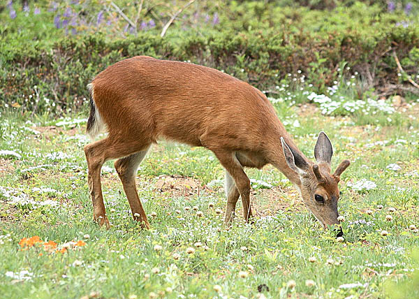 Чернохвостый олень (Odocoileus hemionus)