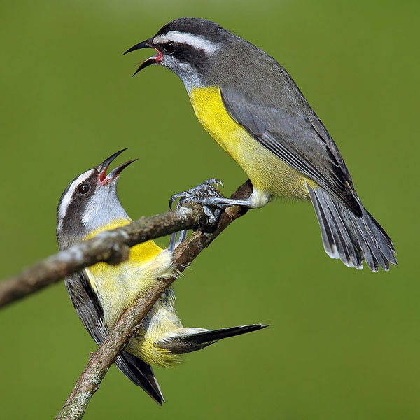 Банановый певун (Coereba flaveola)