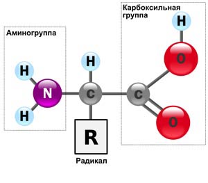 Общая структура α-аминокислот