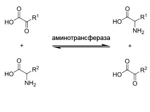Реакция трансаминирования