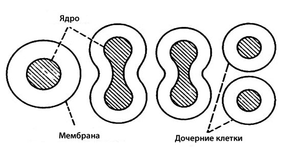 Схема прямого деления клетки (амитоза)