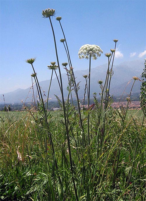 Амми зубная (Аmmi visnaga)