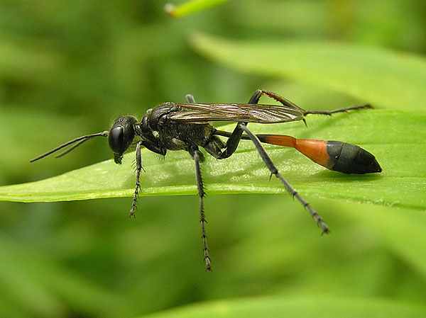 Песчаная оса Ammophila sabulosa