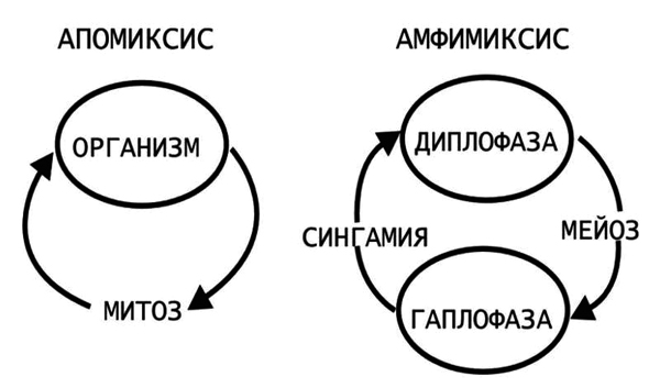 Амфимиксис и апомиксис