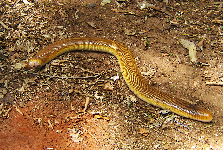 Белая амфисбена Amphisbaena alba
