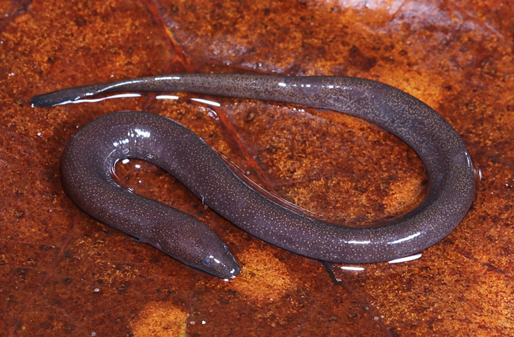 Однопалая амфиума (Amphiuma pholeter)