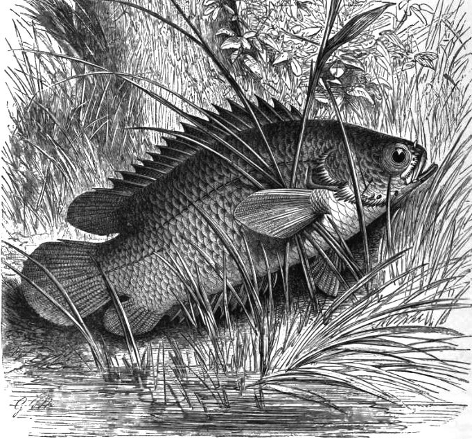 Рыба-ползун (Anabas testudineus) на берегу