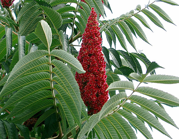 Сумах оленерогий, или уксусное дерево (Rhus typhina)